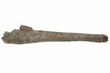 Fossil Hadrosaur (Maiasaura?) Ulna Bone - Montana #214276-5